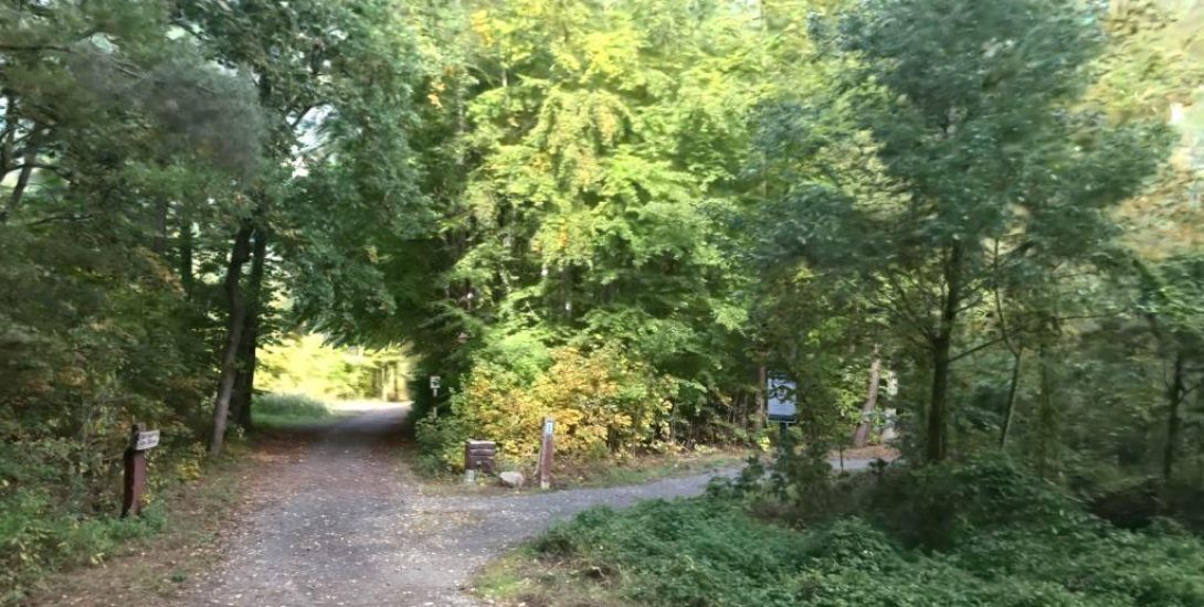 secocin forest